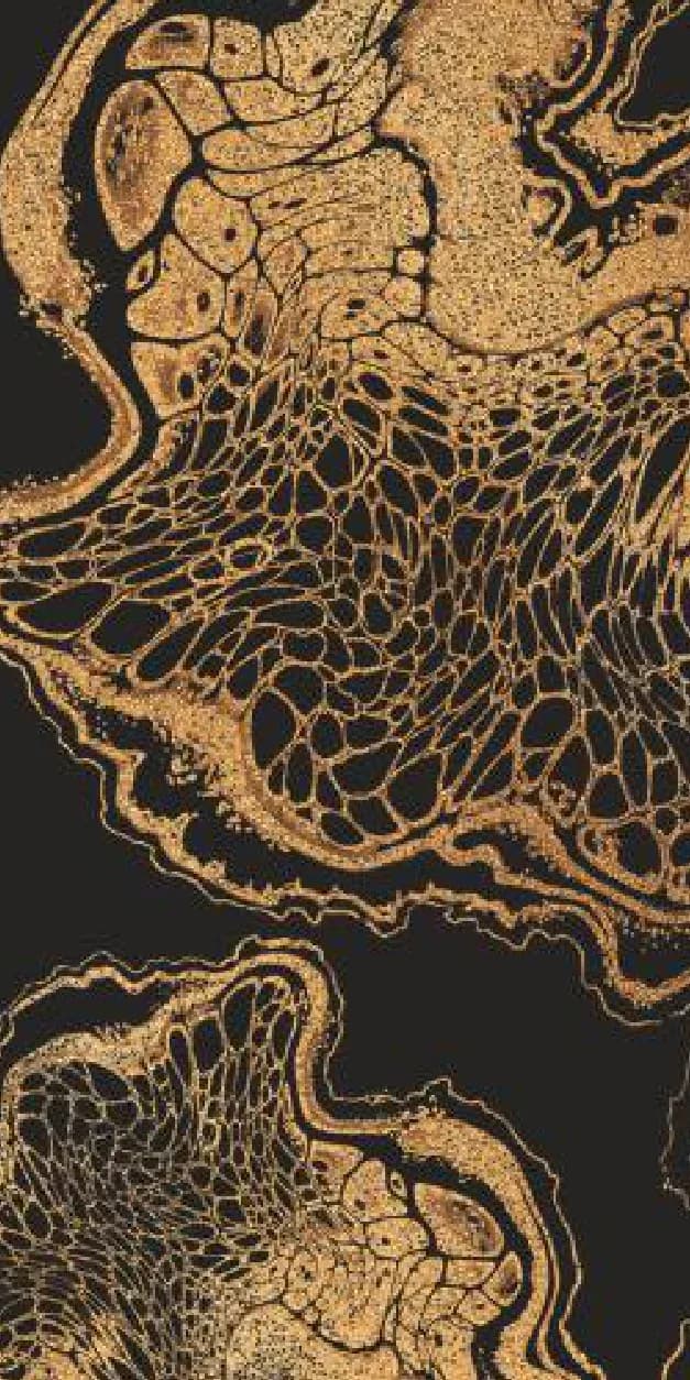 Boaster Gold — 600 × 1200 mm color max glazed vitrified tile